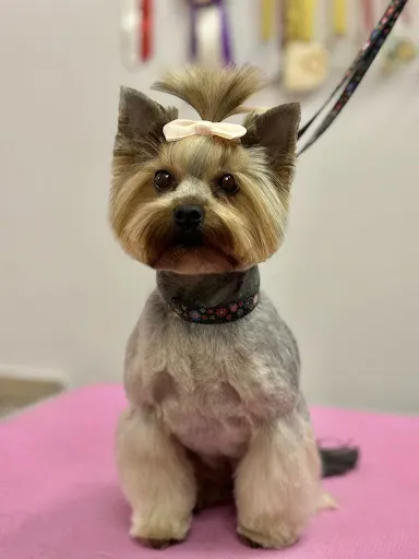 CHAMPION - fryzjer dla psów